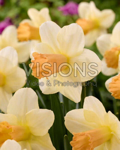 Narcissus Chemeketa