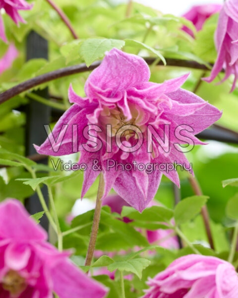 Clematis Imke