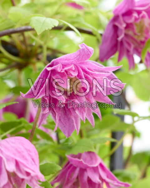 Clematis Imke