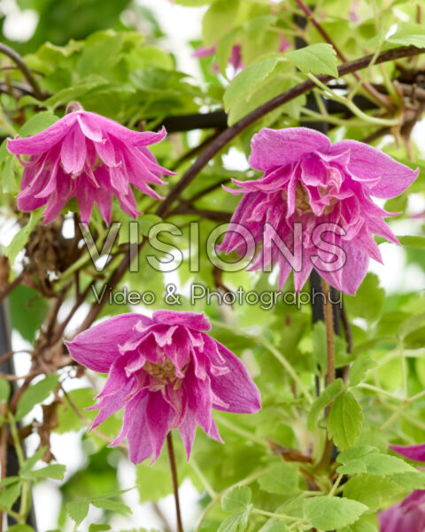 Clematis Imke