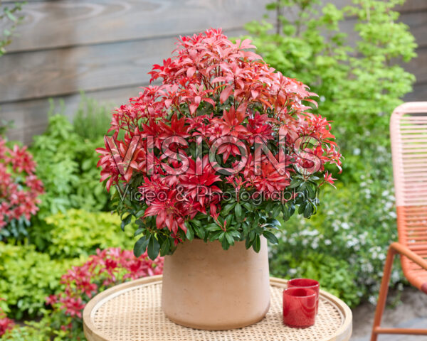 Pieris Red Mountain