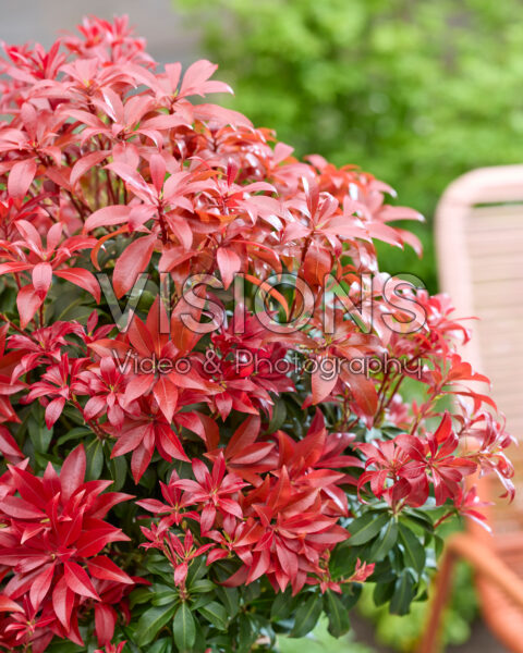 Pieris Red Mountain