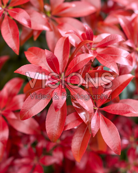 Pieris Red Mountain