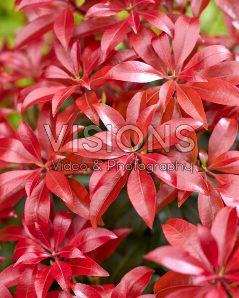 Pieris Red Mountain