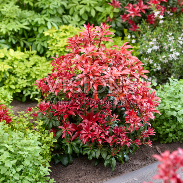 Pieris Red Mountain