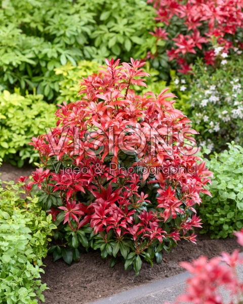 Pieris Red Mountain