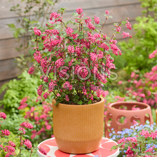 Ribes sanguineum Amore