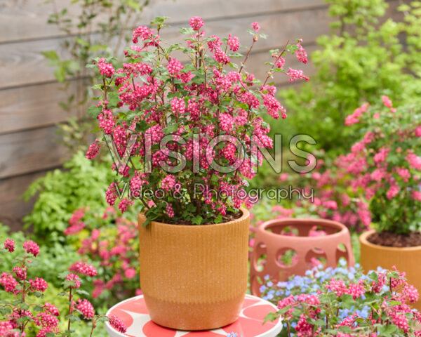 Ribes sanguineum Amore