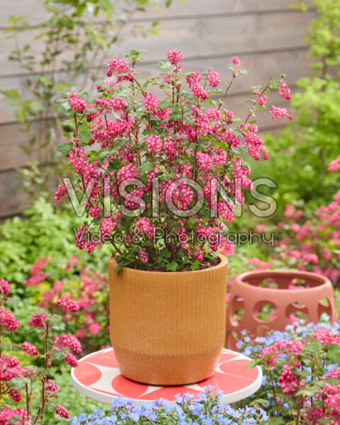 Ribes sanguineum Amore
