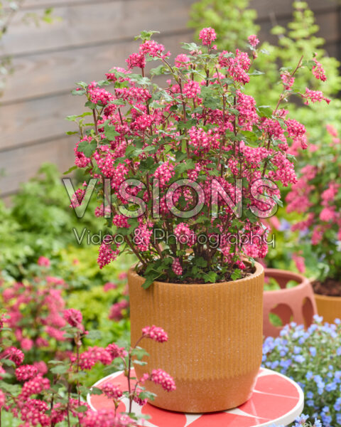 Ribes sanguineum Amore