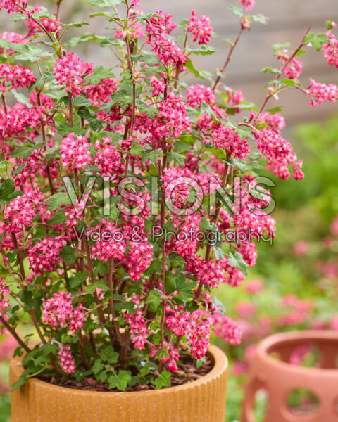 Ribes sanguineum Amore