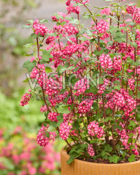 Ribes sanguineum Amore