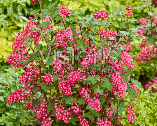 Ribes sanguineum Amore