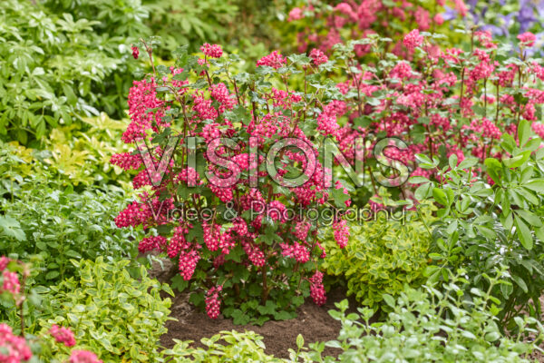 Ribes sanguineum Amore