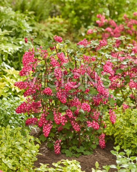 Ribes sanguineum Amore