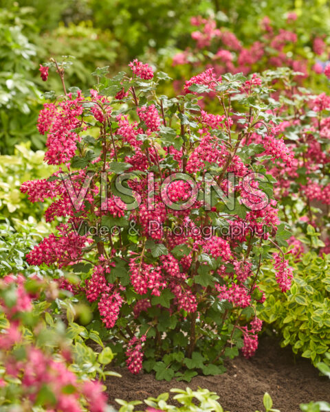 Ribes sanguineum Amore