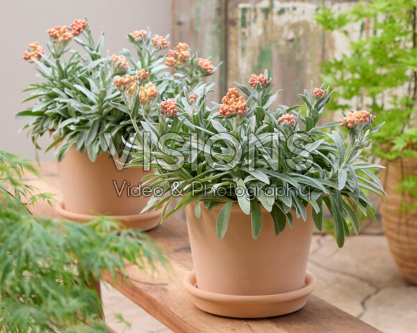 Helichrysum amorginum Amber Cluster