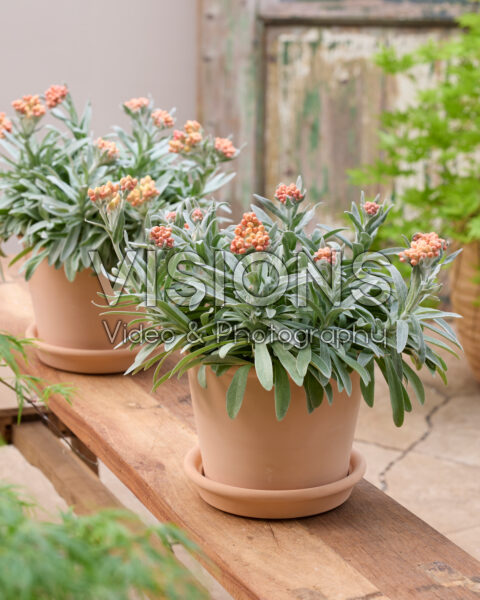 Helichrysum amorginum Amber Cluster