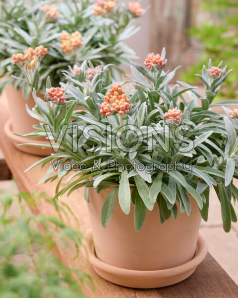 Helichrysum amorginum Amber Cluster