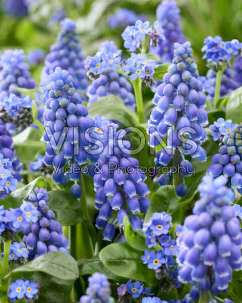 Muscari armeniacum