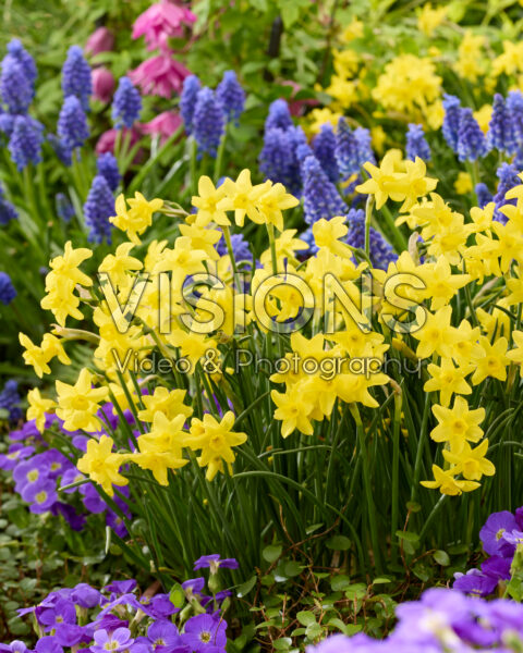 Narcissus Sabrosa
