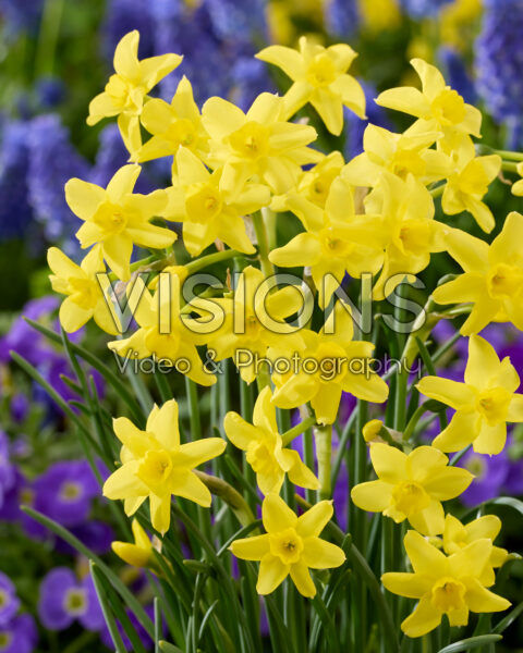 Narcissus Sabrosa