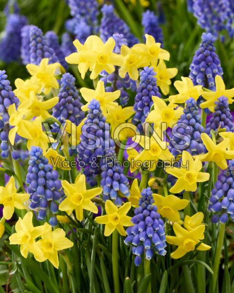 Narcissus Sabrosa, Muscari armeniacum