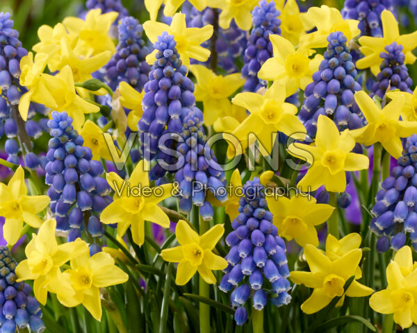 Narcissus Sabrosa, Muscari armeniacum