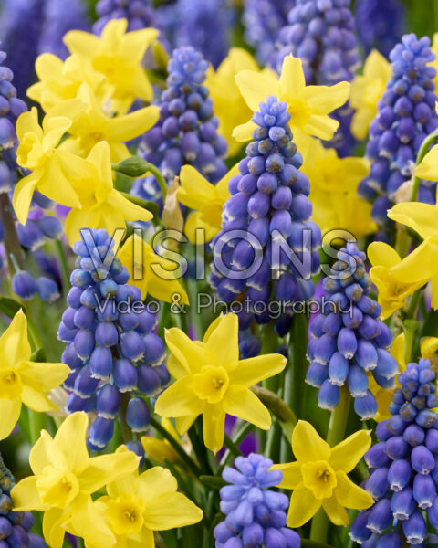 Narcissus Sabrosa, Muscari armeniacum