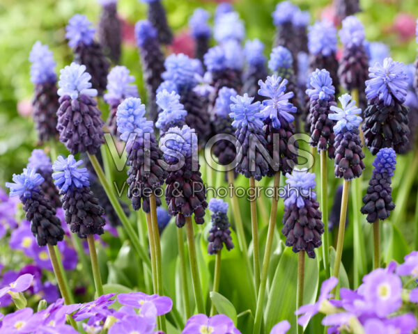 Muscari latifolium
