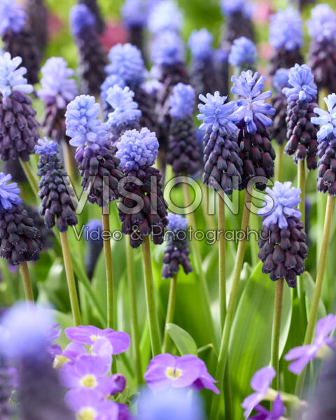 Muscari latifolium