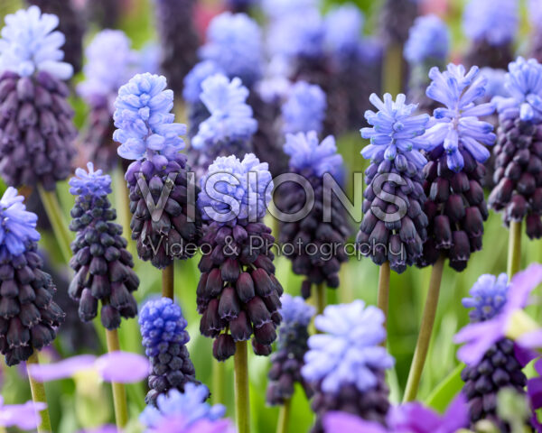 Muscari latifolium