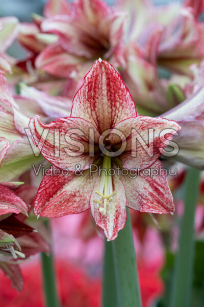 Hippeastrum Vincent