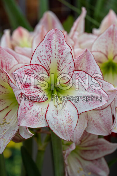 Hippeastrum 1000 Stars