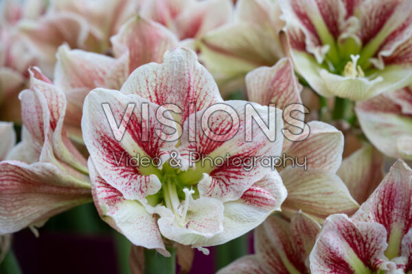 Hippeastrum Burgundy Haze Hippeastrum Burgundy Haze