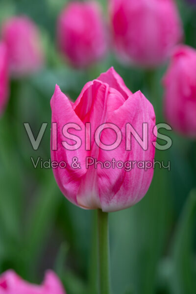 Tulipa Joëlle Tulipa Joëlle