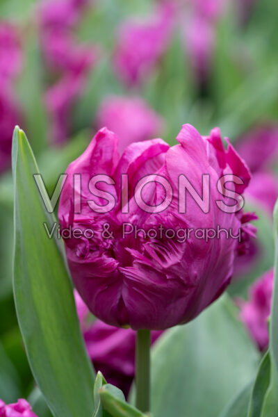 Tulipa Parrot Prince