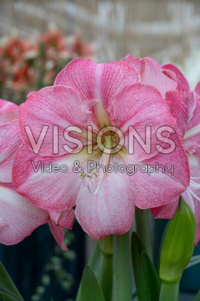 Hippeastrum Blossom Grandise
