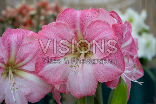 Hippeastrum Blossom Grandise