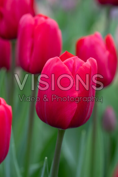 Tulipa Red Bluff Tulipa Red Bluff