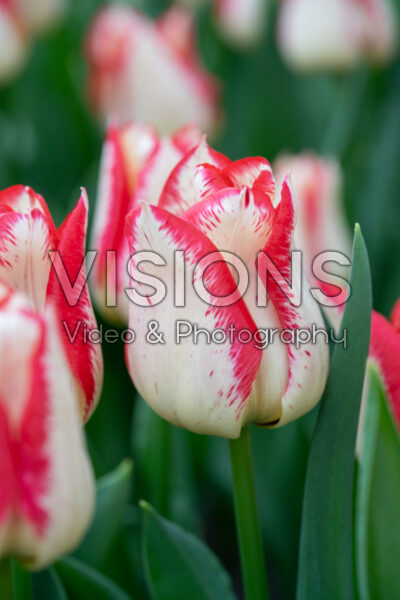 Tulipa Nemo