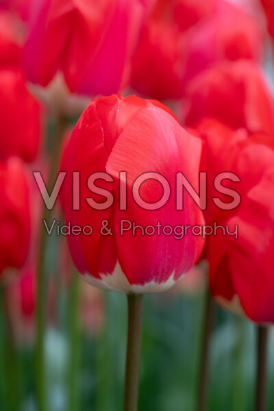 Tulipa Fostery King