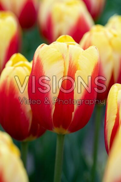 Tulipa China Girl