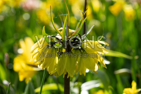 Fritillaria Helena® Fritillaria Helena®