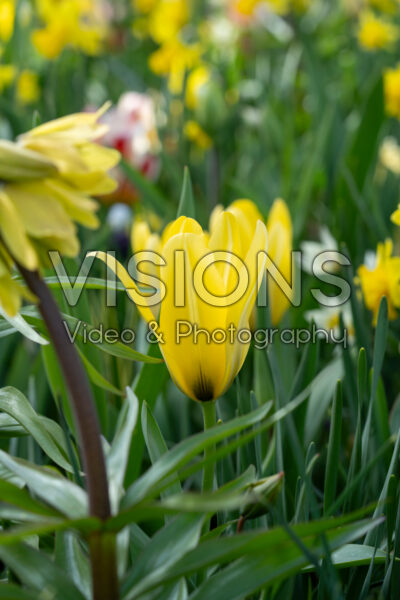 Tulipa Partitura Tulipa Partitura