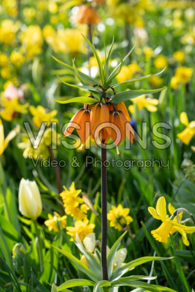 Fritillaria imperialis Early Dream