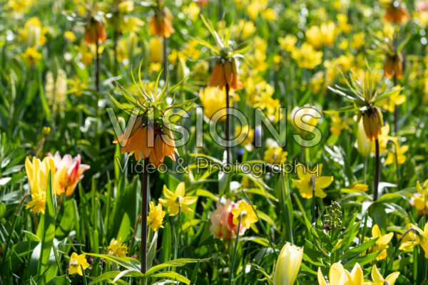 Fritillaria imperialis Early Dream