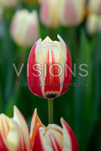 Tulipa Spring Surprise