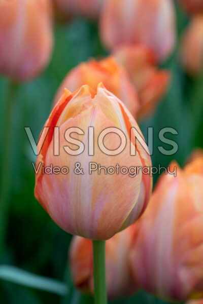 Tulipa Apricot van Eijk