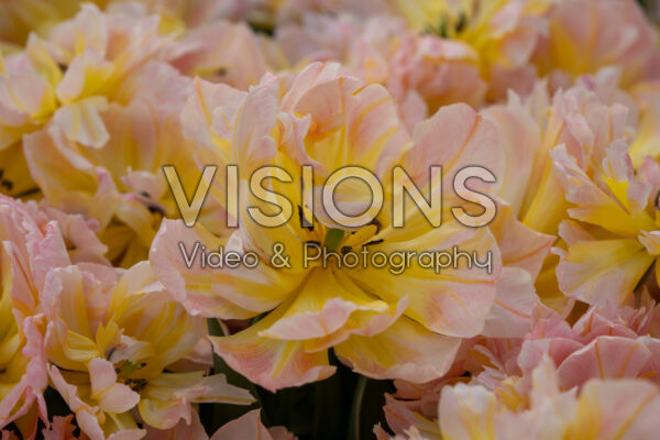 Tulipa Password